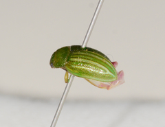 Calomela acaciae
