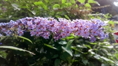 Buddleja davidii