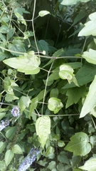Buddleja davidii
