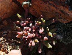 Mitrophyllum