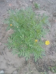 Tagetes