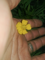 Tagetes