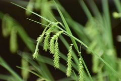 Carex prasina