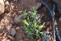 Mitrophyllum