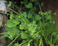 Pelargonium patulum patulum