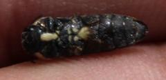 Acmaeodera gracilis