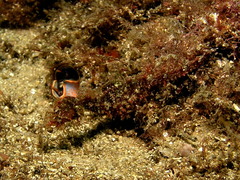 Idiotropiscis lumnitzeri