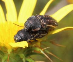 Acmaeodera gracilis