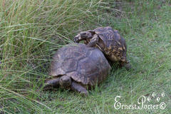 Stigmochelys pardalis