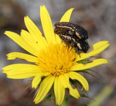 Acmaeodera gracilis