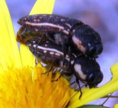 Acmaeodera gracilis