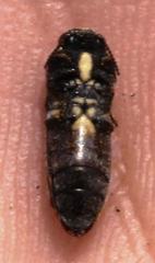 Acmaeodera gracilis