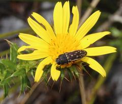 Acmaeodera gracilis