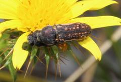 Acmaeodera gracilis