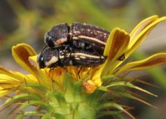 Acmaeodera gracilis