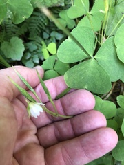 Oxalis trilliifolia