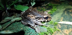 Leptodactylus peritoaktites