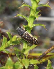 Acmaeodera gracilis