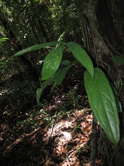 Anthurium polyschistum