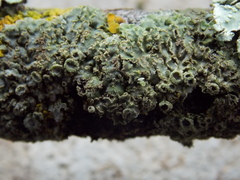 Physconia isidiigera