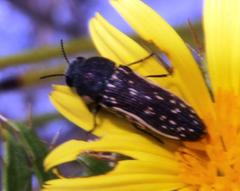 Acmaeodera gracilis