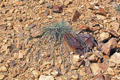 Elymus sierrae