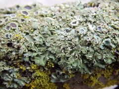 Physconia isidiigera