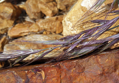 Elymus sierrae