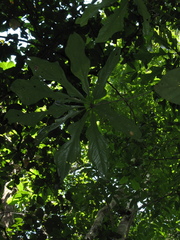 Anthurium clavigerum