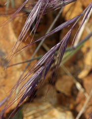 Elymus sierrae