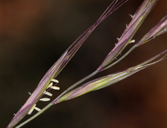 Elymus sierrae