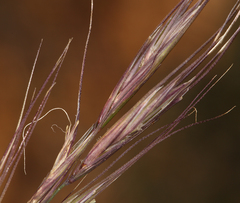 Elymus sierrae