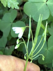 Oxalis trilliifolia