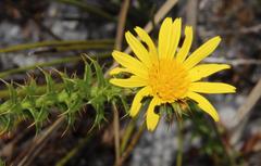 Cullumia setosa setosa