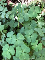 Oxalis trilliifolia