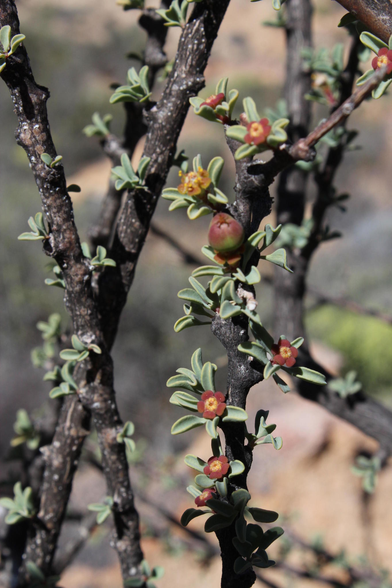 Euphorbia guerichiana