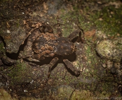 Methidrysis afflicta