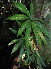 Anthurium polyschistum