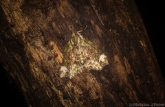 Tamba conscripta