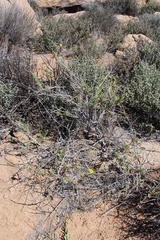 Osteospermum microcarpum