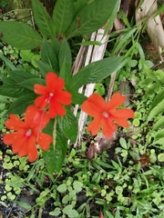 Glandularia peruviana