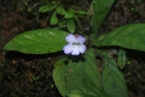 Napeanthus riparius