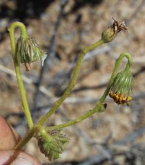 Osteospermum microcarpum