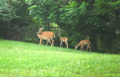 Odocoileus virginianus macrourus