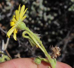 Osteospermum microcarpum