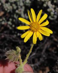 Osteospermum microcarpum