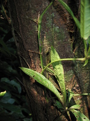 Anthurium polyschistum