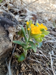 Lithospermum canescens