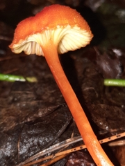 Pseudohygrocybe