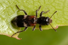 Enoclerus nigrifrons